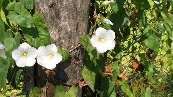rsz_dscn1531.jpg