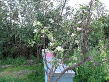 SAM_0261 (Medium).JPG