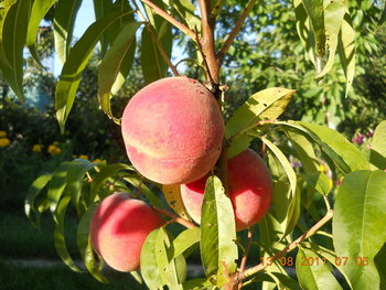 rsz_1dscn1543.jpg