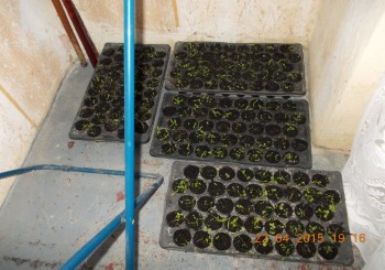 rsz_1picture_002.jpg