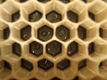 larvae.jpg