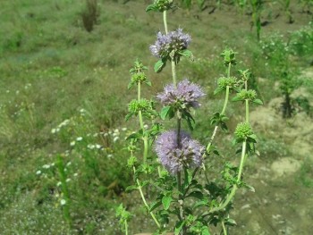 izma-broastei.jpg