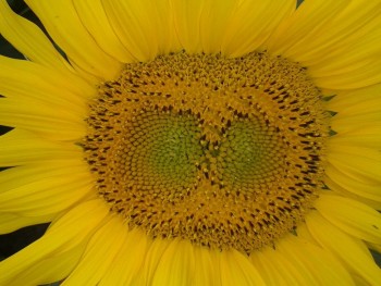 rsz_img_1097.jpg
