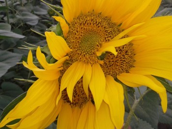 rsz_20150711_174732.jpg