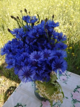 rsz_20150509_160558.jpg