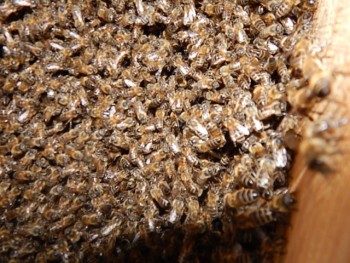 DSCN5188.JPG
