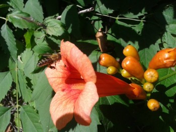 rsz_20150809_091440.jpg
