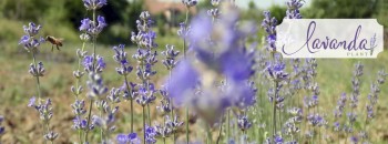 cultura lavanda.jpg