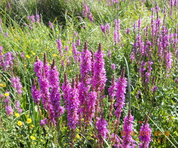 rsz_3dscn1657.jpg