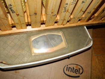 Cat1pe2Gol.JPG