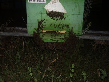 poze 000 015.JPG