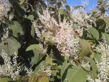 rsz_20150914_151212.jpg