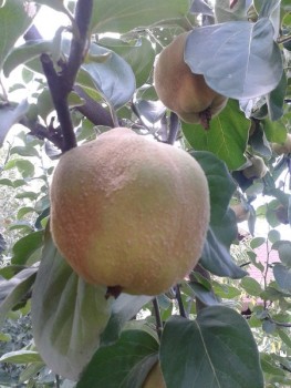 rsz_20150913_131747.jpg