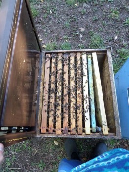 SAM_3157 (Medium) (Medium).JPG