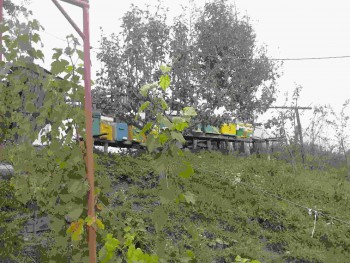 parte stupina neacoperita.jpg