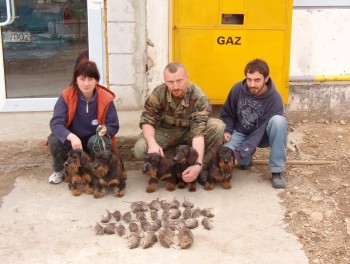 Vanatoare domestica.jpg