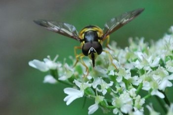 Chrysotoxum-cautum-Diptere-Syrphidae.jpg