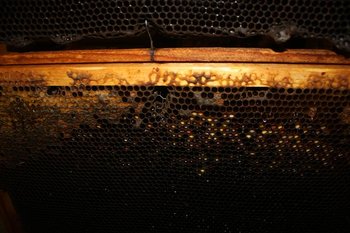 IMG_0762mic.jpg