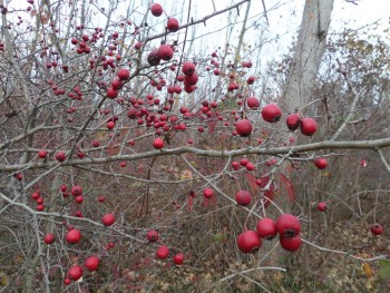 paducel (Medium).JPG
