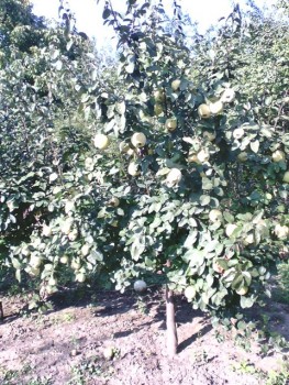 IMG00136.jpg