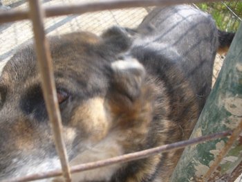 roxi (640 x 480).jpg