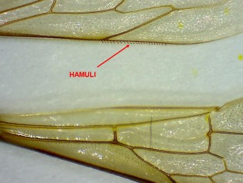 HAMULI.jpg