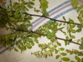 salcamul infloreste,25 04 2016 ora 18 ,30,ploua,temp 5 gr 002.JPG
