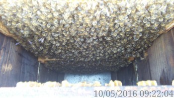 rsz_img_20160510_092204.jpg