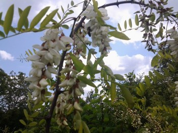 rsz_20160511_133933.jpg