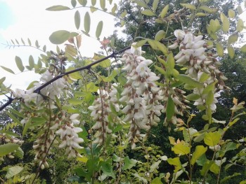 rsz_20160511_133941.jpg