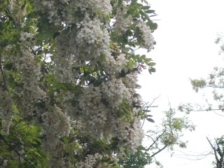 salcam 15 05 2016 Comeat 009.JPG