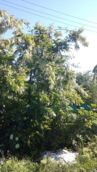 rsz_img_20160517_091518.jpg