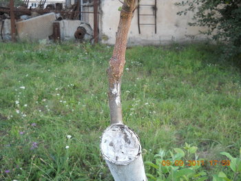 rsz_dscn1777.jpg