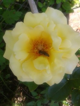 rsz_20160531_093058.jpg
