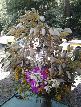 rsz_20160621_155131.jpg