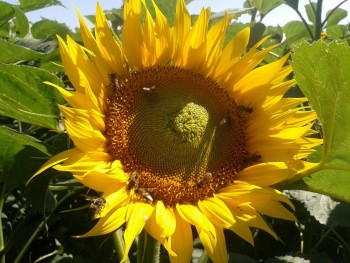 rsz_img_4372.jpg