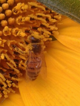 rsz_img_4370.jpg