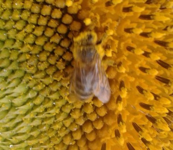 rsz_img_4371.jpg