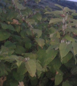 20160810_205835(1).jpg