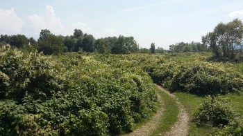 20160819_132248-800x450.jpg