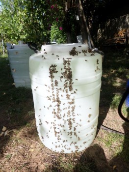 hfcs (Medium).JPG