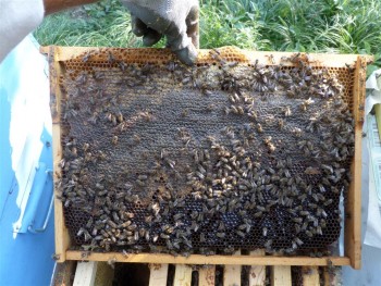 rezerve (Medium).JPG