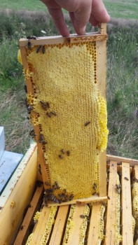 20160730_114754.jpg