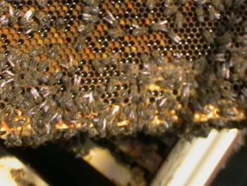 IMGA0776.JPG