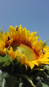 rsz_img_20170629_122259.jpg