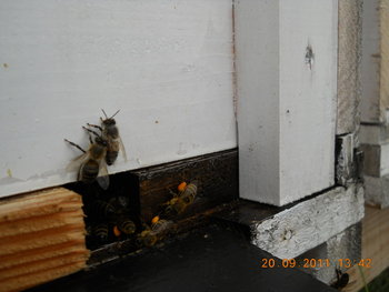 rsz_dscn1878.jpg