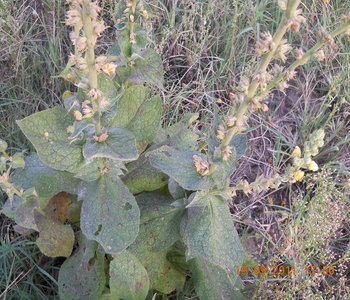 rsz_3dscn1849.jpg