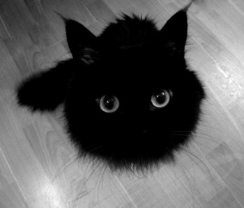 adorable-bampw-black-black-and-white-Favim.com-531476.jpg
