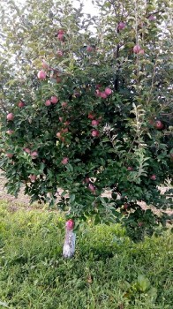 IMG_20170911_173915.jpg