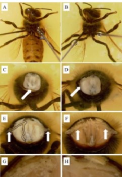 acarapis woodi.jpg